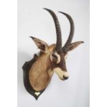 Taxidermy: Roan Antelope (Hippotragus equinus langheldi), dated 1909, British East Africa, by