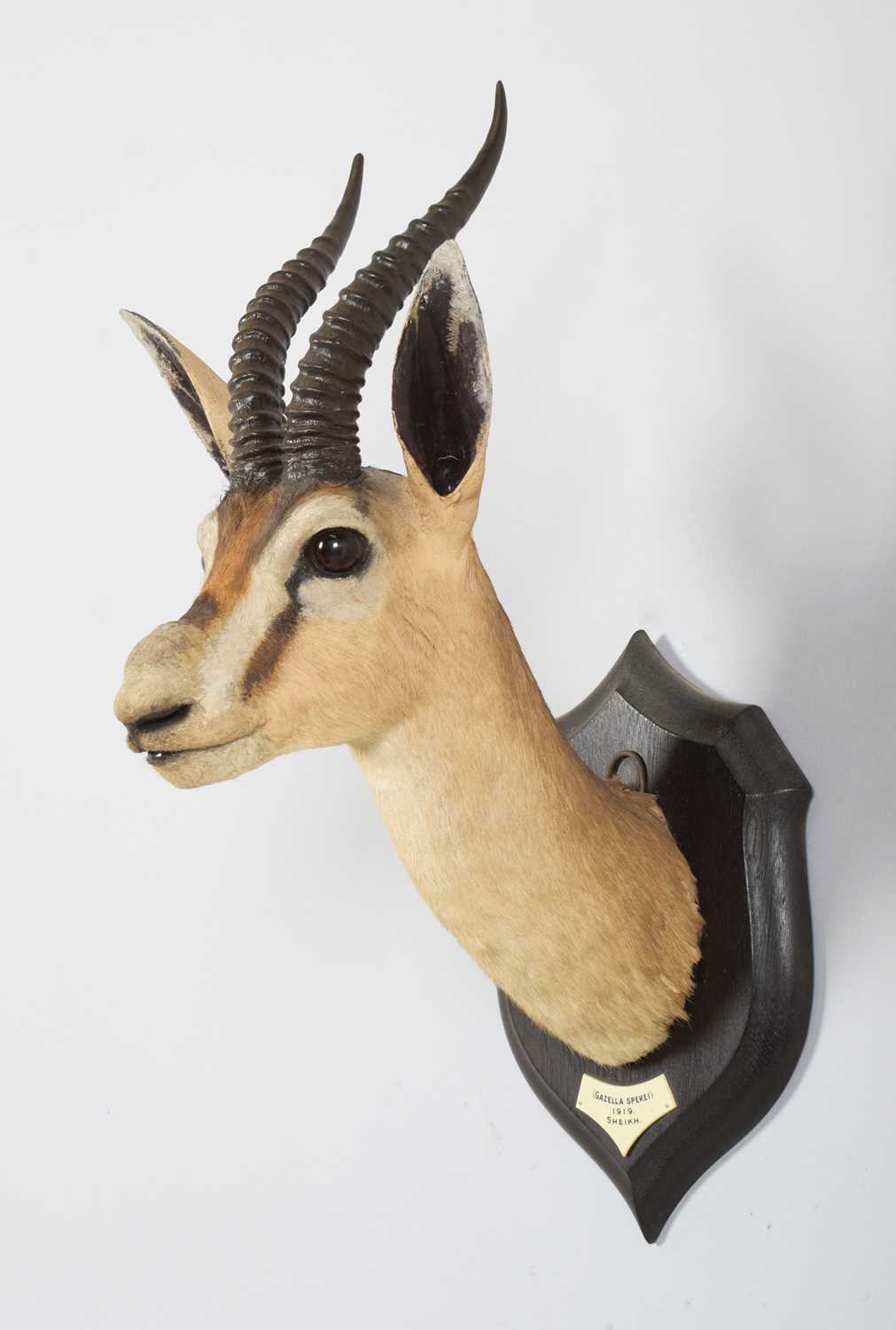 Taxidermy: A Rare Speke's Gazelle (Gazella spekei), date 1919, Sheikh, Somalia, by Rowland Ward Ltd,