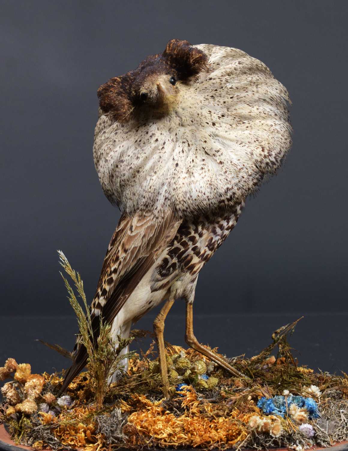 Taxidermy: A Late Victorian Ruff (Calidris pugnax), circa 1880-1900, a full mount adult male in - Image 3 of 3