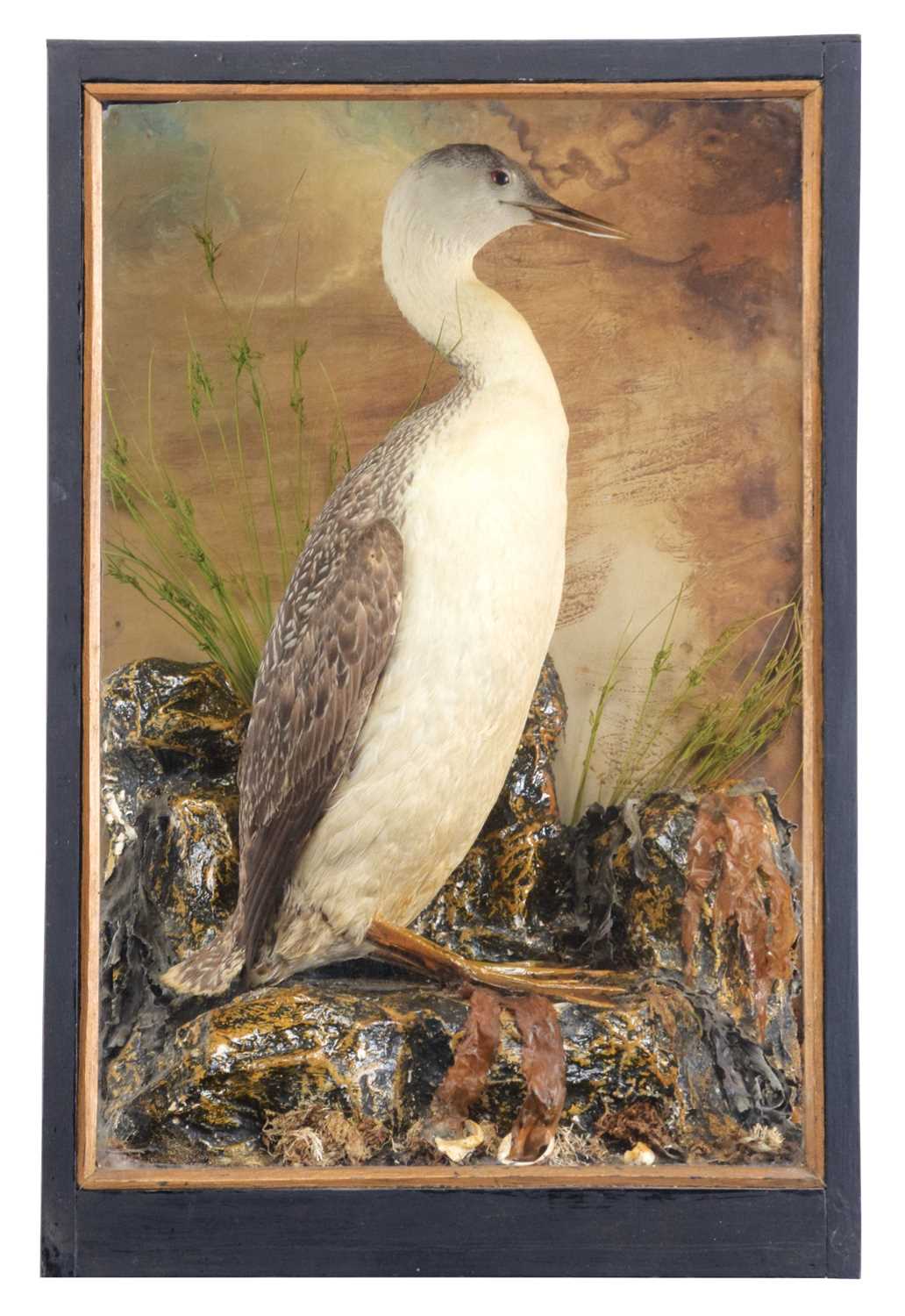 Taxidermy: A Cased Red-throated Diver (Gavia stellata), a full mount adult in non-breeding winter