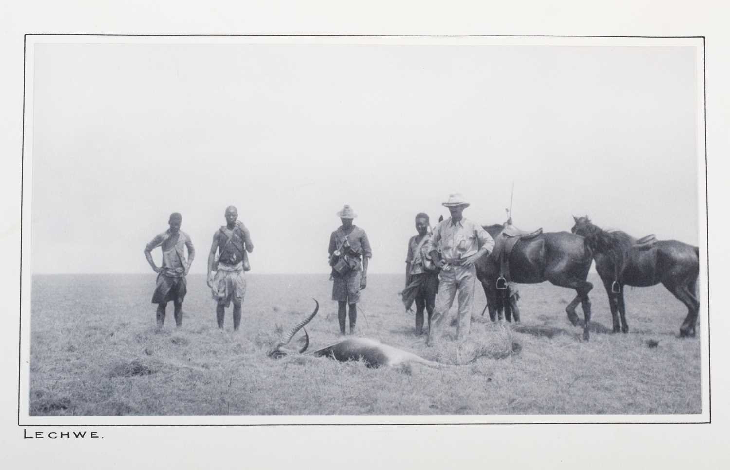 Taxidermy: Red Lechwe (Kobus leche), dated 1920, Kafue, Zambia, by Rowland Ward Ltd, "The Jungle", - Image 6 of 8