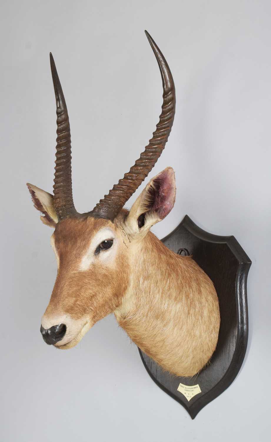 Taxidermy: Ellipsen or Common Waterbuck (Kobus ellipsiprymnus), dated 1912, British East Africa, - Image 2 of 7