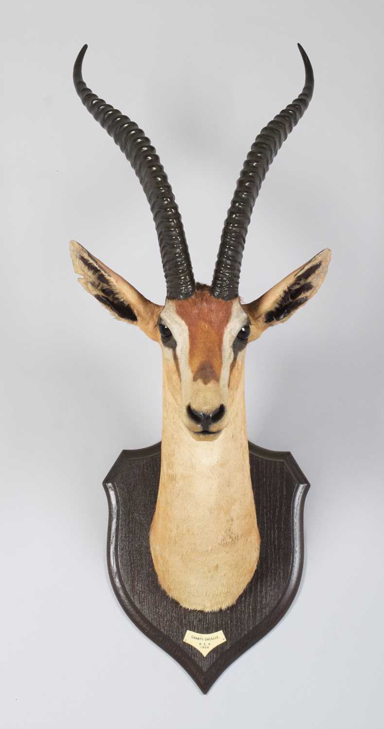 Taxidermy: Southern Grant's Gazelle (Nanger granti), dated 1909, British East Africa, by Rowland