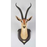 Taxidermy: Southern Grant's Gazelle (Nanger granti), dated 1909, British East Africa, by Rowland