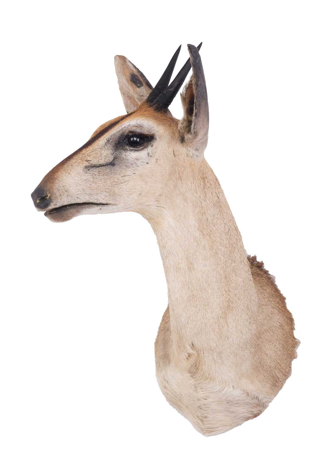 Taxidermy: Common Grey Duiker (Sylvicapra grimmia caffra), modern, South Africa, adult male shoulder - Image 2 of 3