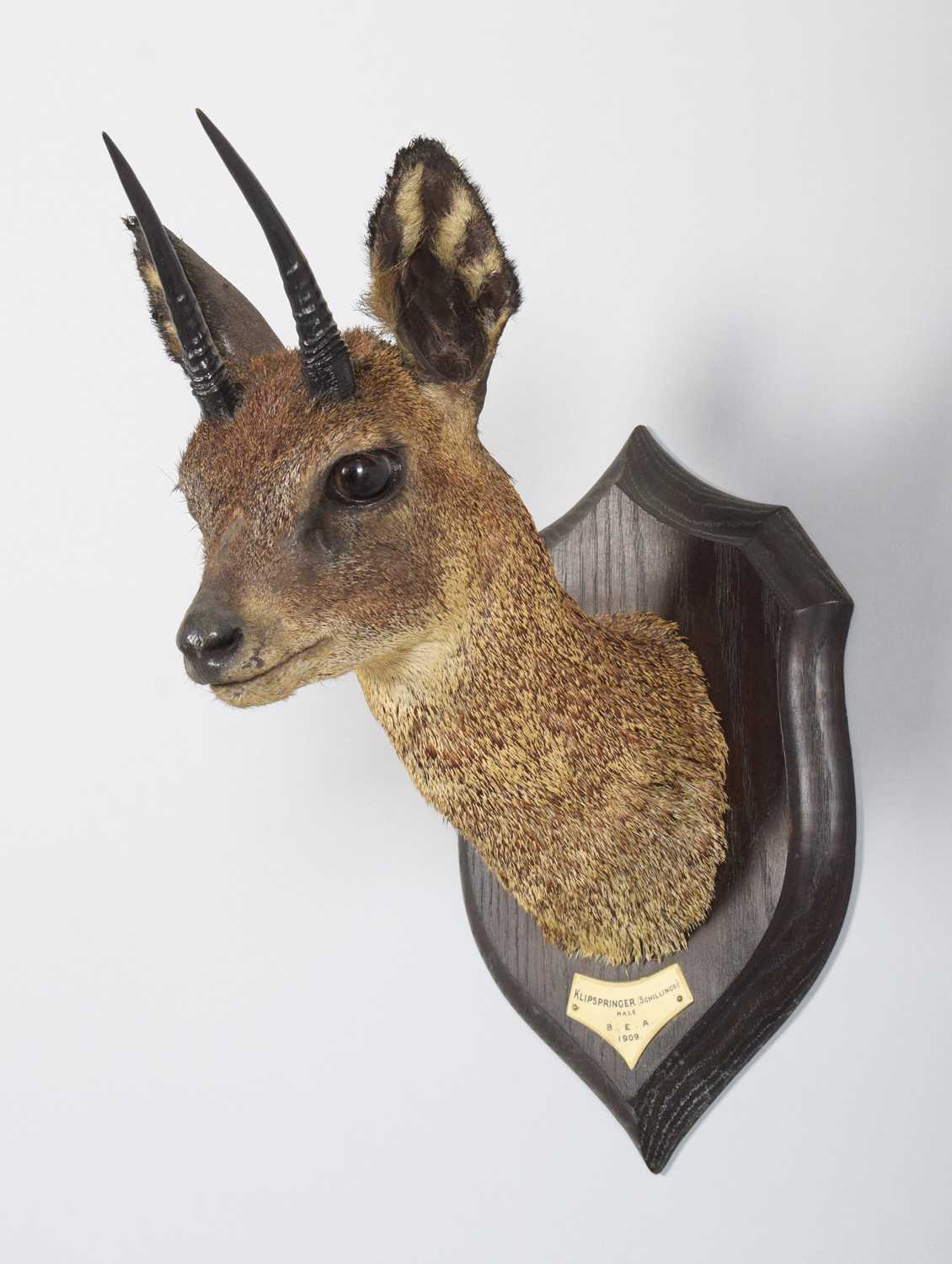 Taxidermy: Maasai Klipspringer (Oreotragus schillingsi), dated 1909, British East Africa, by Rowland - Image 2 of 6