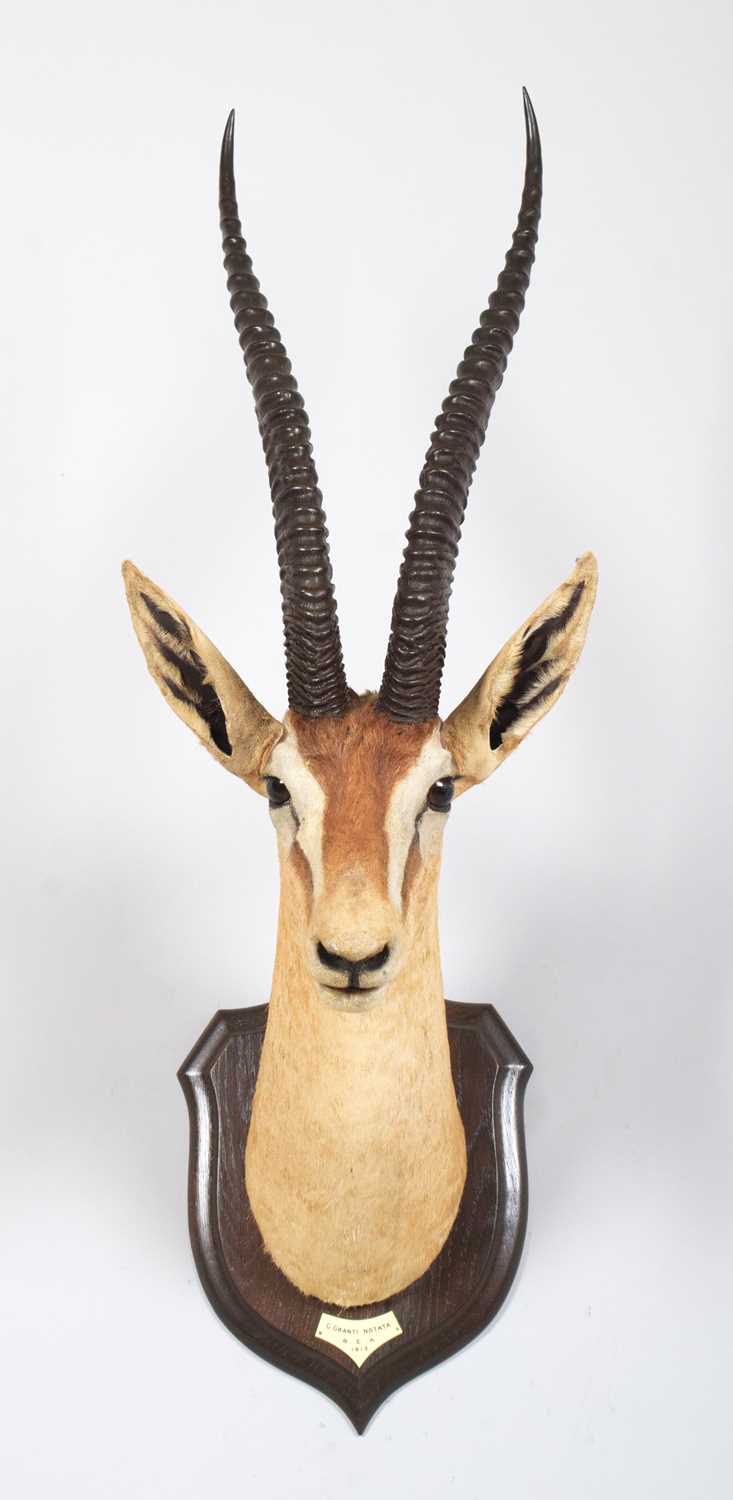 Taxidermy: Northern Grant's Gazelle (Nanger notata), dated 1912, British East Africa, by Rowland - Image 3 of 7