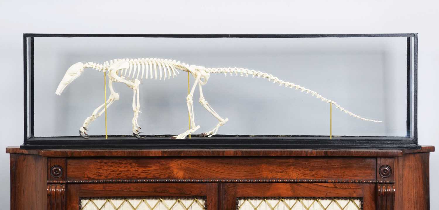 Skeletons/Anatomy: A Cased Southern Tamandua Anteater Skeleton (Tamandua tetradactyla), 21st