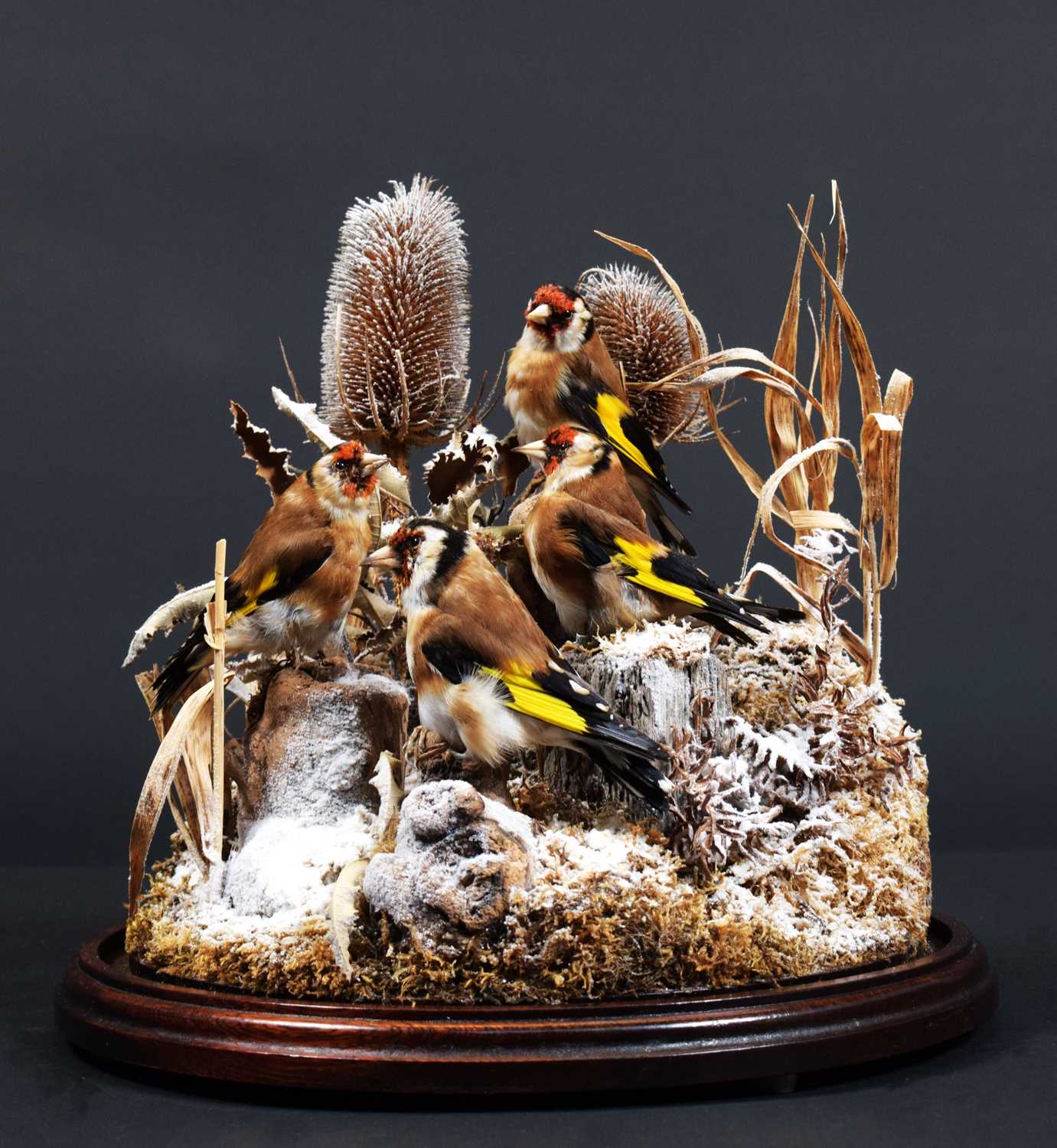 Taxidermy: A Quartet of European Goldfinches Under Dome (Carduelis carduelis), circa 20th century, a - Image 2 of 2