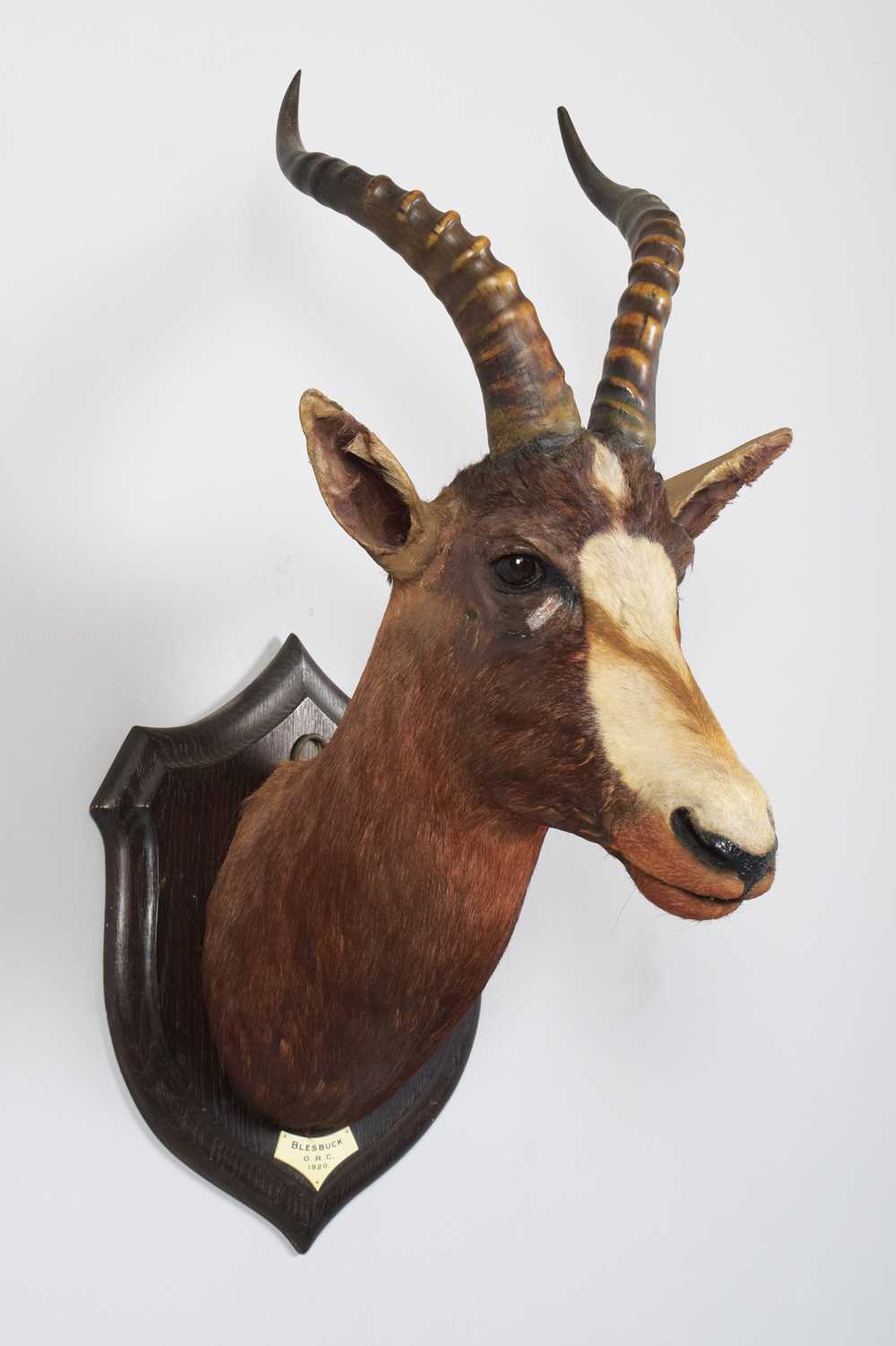Taxidermy: Blesbok (Damaliscus phillipsi), dated 1920, Orange River Colony, South Africa, a high