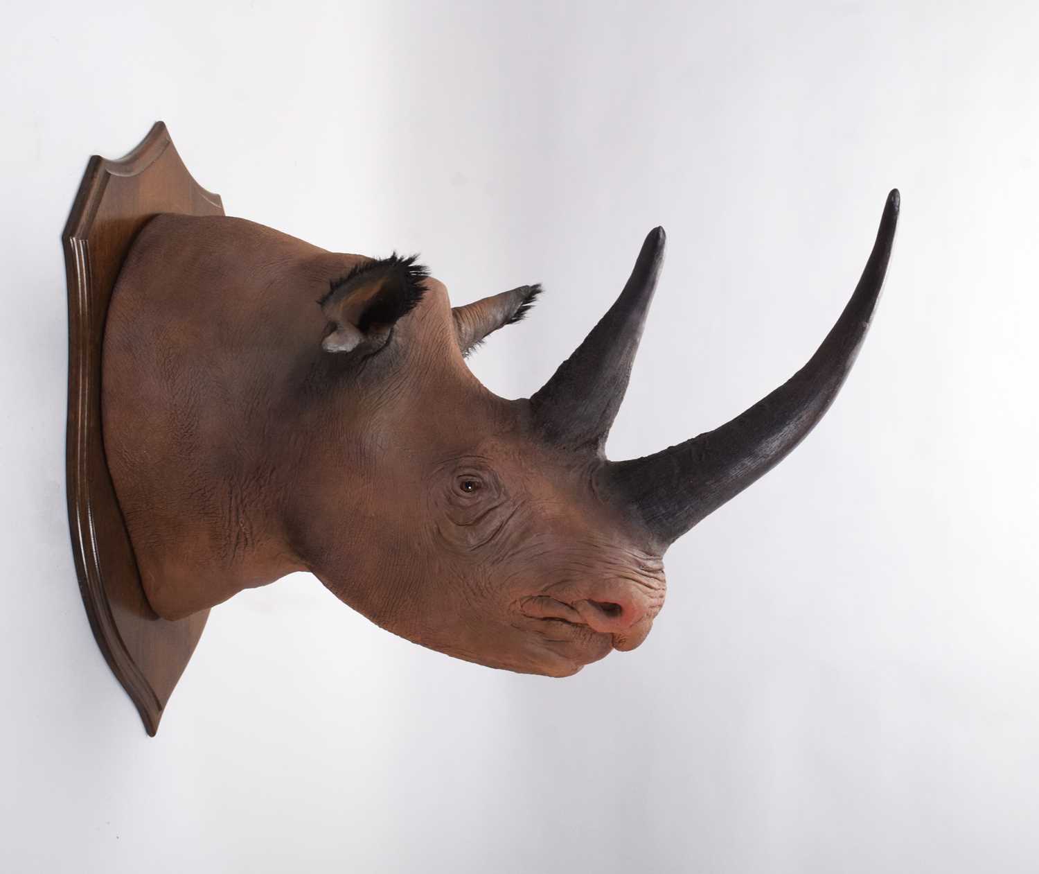 Taxidermy: A Superb Recreation of a Black Rhinoceros (Diceros bicornis), modern, a large high - Image 3 of 8