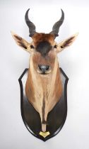 Taxidermy: Livingstone's Eland (Taurotragus oryx livingstonei), dated 1920, Kafue, Zambia, by