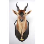 Taxidermy: Livingstone's Eland (Taurotragus oryx livingstonei), dated 1920, Kafue, Zambia, by