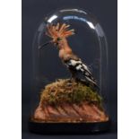 Taxidermy: A Late Victorian European Hoopoe (Upupa epops), circa 1880-1900, a full mount adult