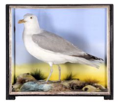 Taxidermy: A Cased Herring Gull (Larus argentatus), 1860-1942, by James Hutchings, Taxidermist's,