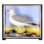 Taxidermy: A Cased Herring Gull (Larus argentatus), 1860-1942, by James Hutchings, Taxidermist's,