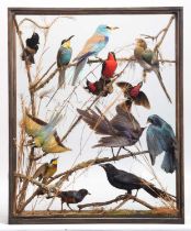 Taxidermy: A Cased Display of Exotic Tropical Birds, circa 1891-1921, by Rowland Ward, Ltd, "The