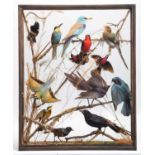 Taxidermy: A Cased Display of Exotic Tropical Birds, circa 1891-1921, by Rowland Ward, Ltd, "The