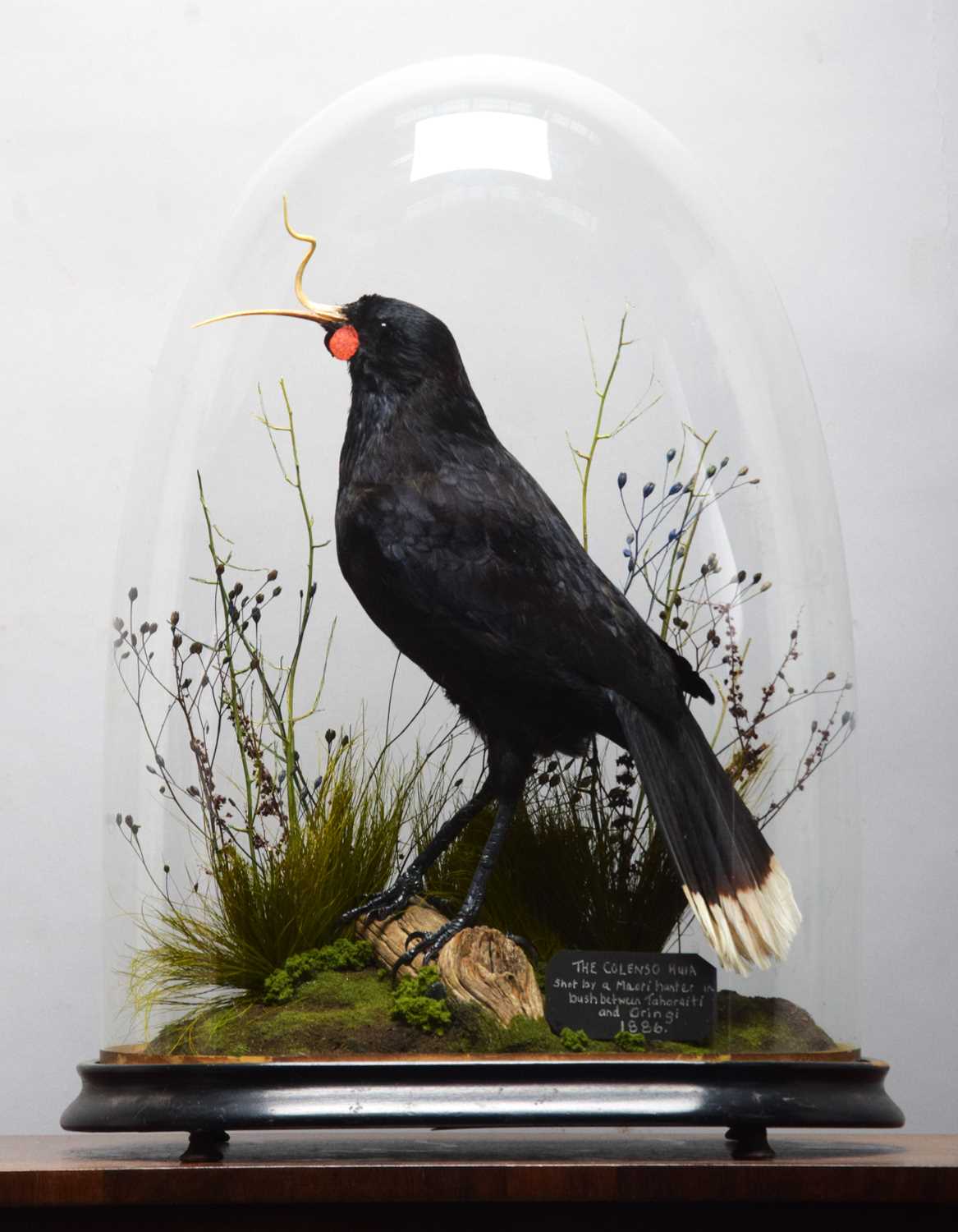 Taxidermy: A Re-creation of "Colenso's" Huia (†Heteralocha acutirostris), circa 2023, by Barry - Image 2 of 6