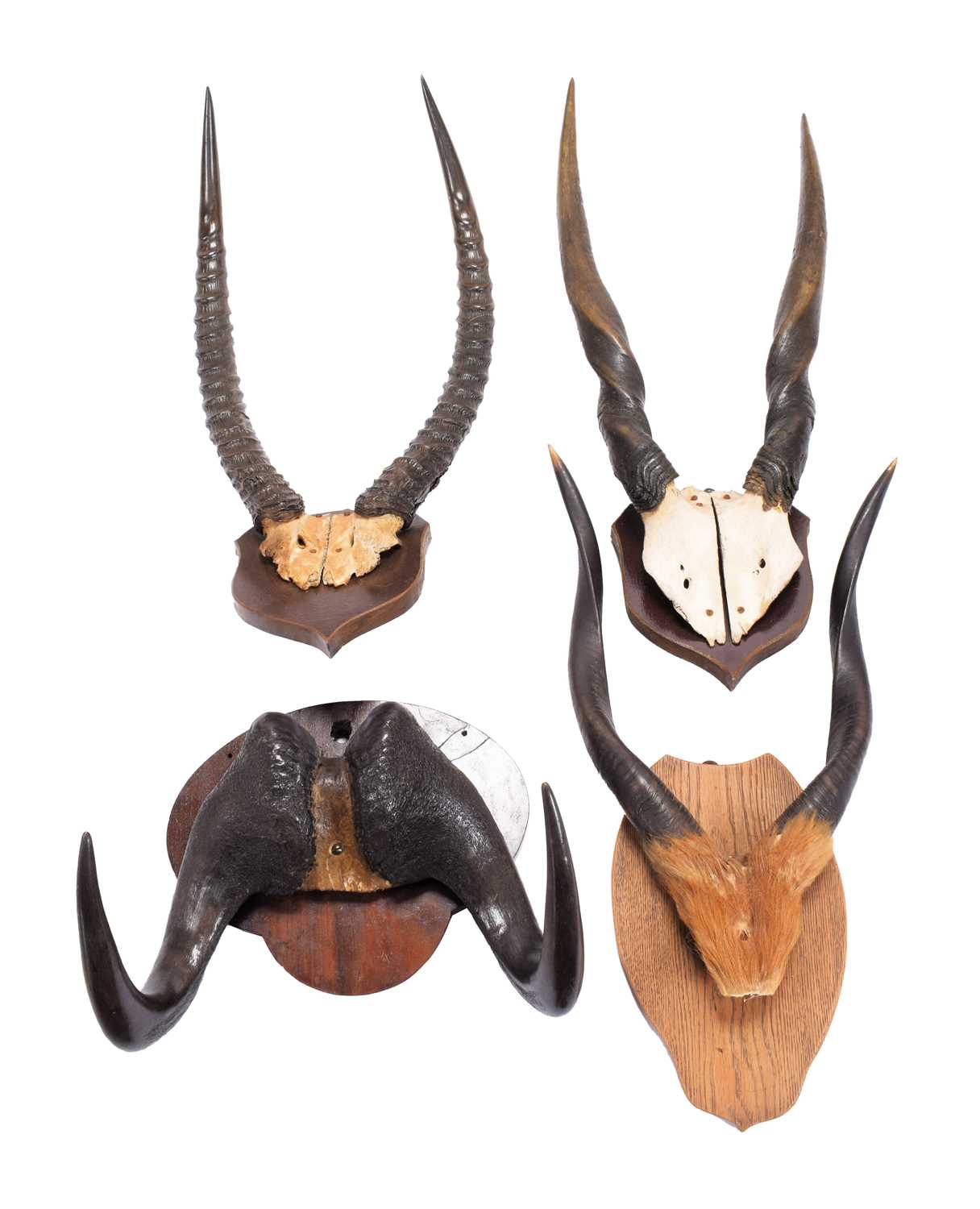 Antlers/Horns: A Group of African Game Trophy Horns, mid-late 20th century, a set of adult male