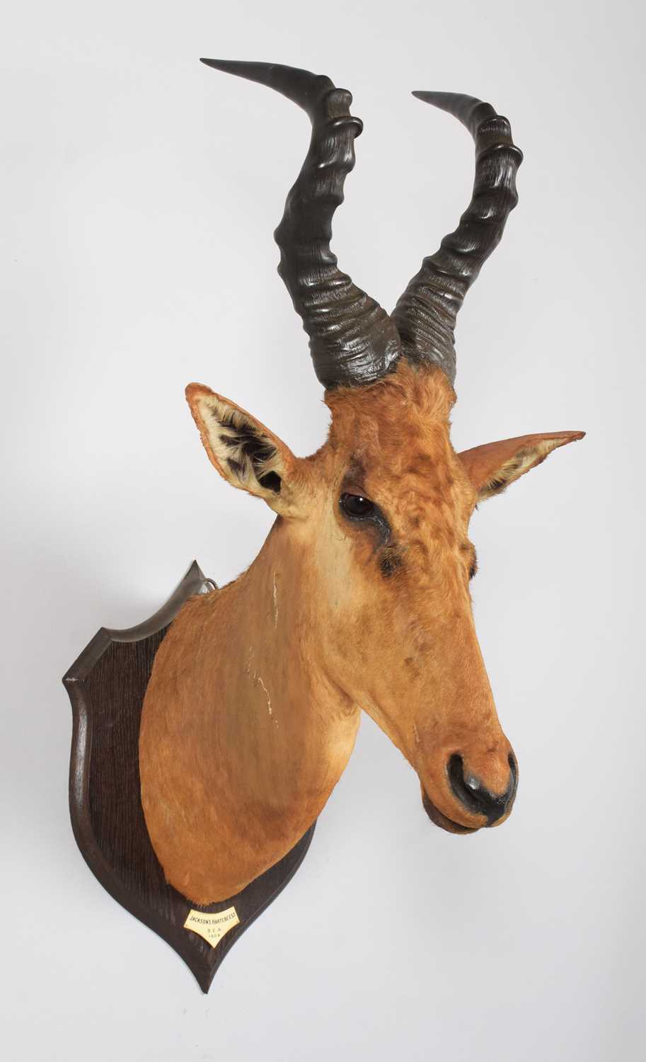 Taxidermy: Jackson's or Lelwel Hartebeest (Alcelaphus lelwel), dated 1909, British East Africa, by - Image 3 of 8