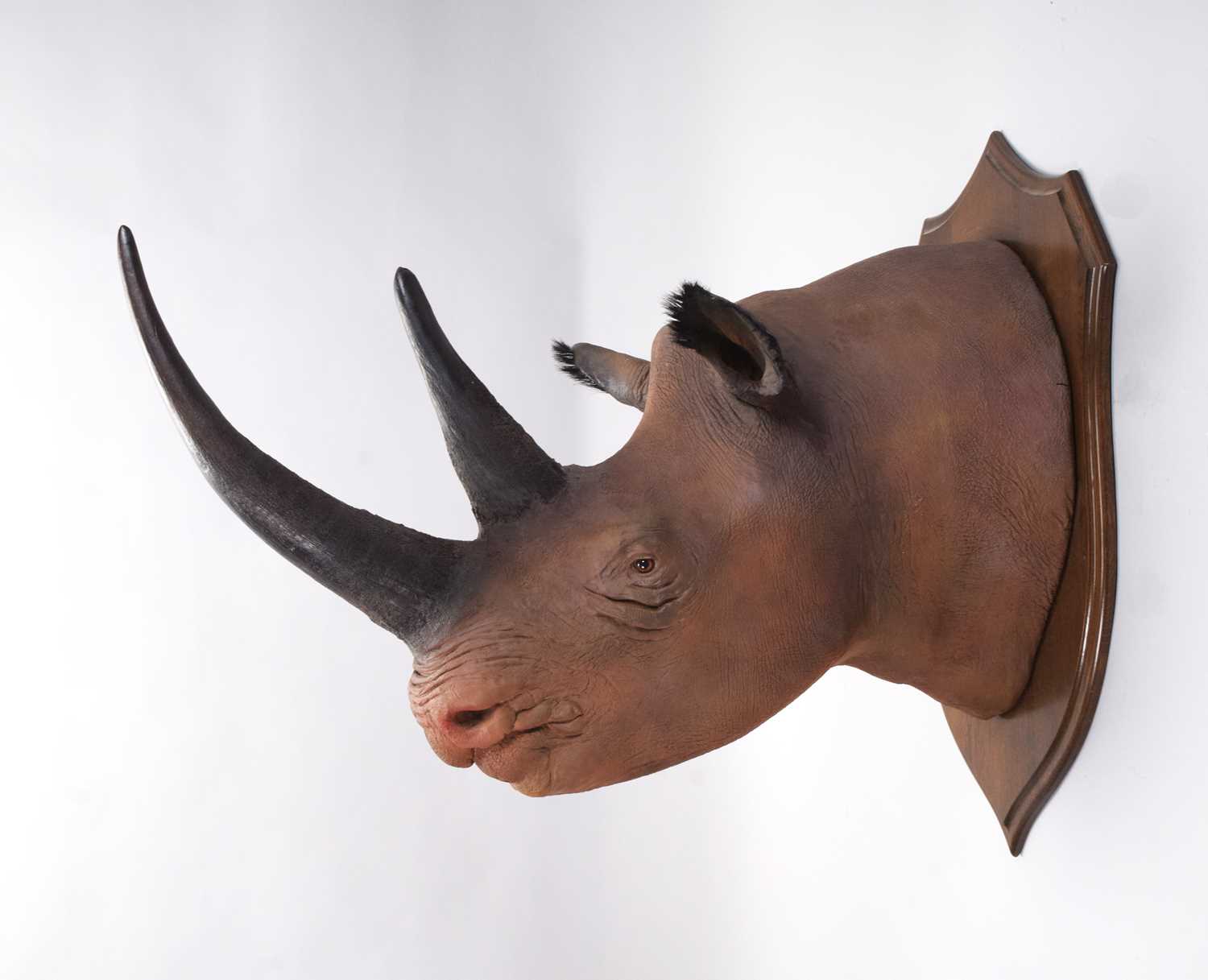 Taxidermy: A Superb Recreation of a Black Rhinoceros (Diceros bicornis), modern, a large high - Image 2 of 8