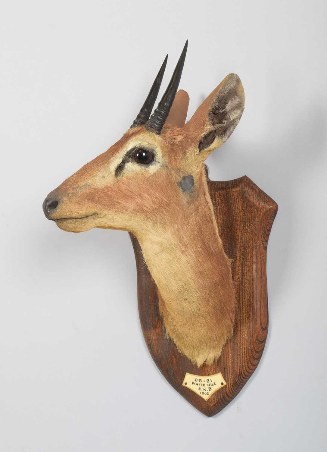 Taxidermy: Central Oribi (Ourebia hastata), dated 1902, White Nile, an adult male neck mount with - Image 2 of 4