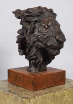 Natural History Bronze: David Cemmick (Contemporary), African Male Lion, a superb example in