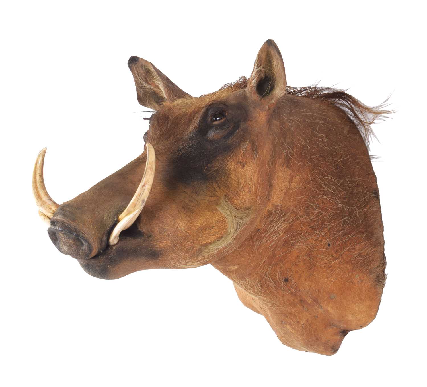 Taxidermy: Common Warthog (Phacochoerus africanus), 21st century, South Africa, a high quality adult