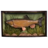 Taxidermy: A Cased Chub (Squalius cephalus), dated 1905, by Fred Sanders, Taxidermist, 69 Highbury