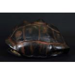 Natural History: An Aldabra Giant Tortoise Shell (Aldabrachelys gigantea), circa late 19th - early