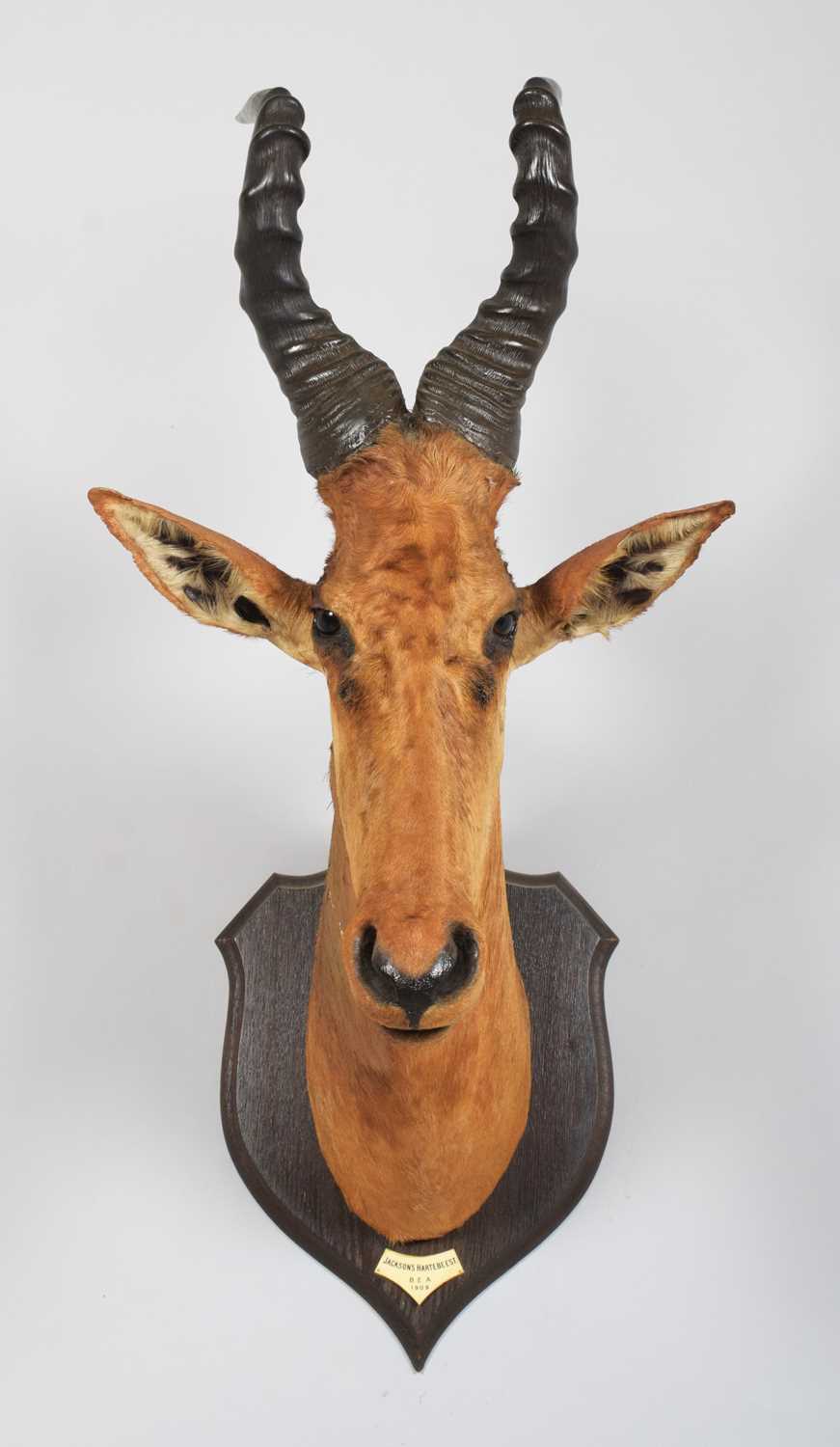 Taxidermy: Jackson's or Lelwel Hartebeest (Alcelaphus lelwel), dated 1909, British East Africa, by - Image 2 of 8