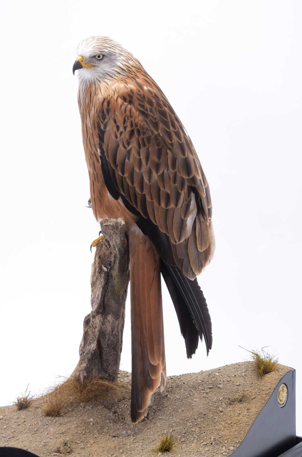 Taxidermy: A Cased Red Kite (Milvus milvus), captive bred, dated 2023, by Carl Church, Taxidermy, - Image 4 of 7