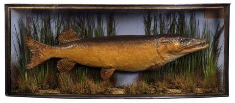 Taxidermy: A Cased Northern Pike (Esox lucius), dated 1883, in the manner of John Cooper & Son's,