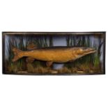 Taxidermy: A Cased Northern Pike (Esox lucius), dated 1883, in the manner of John Cooper & Son's,