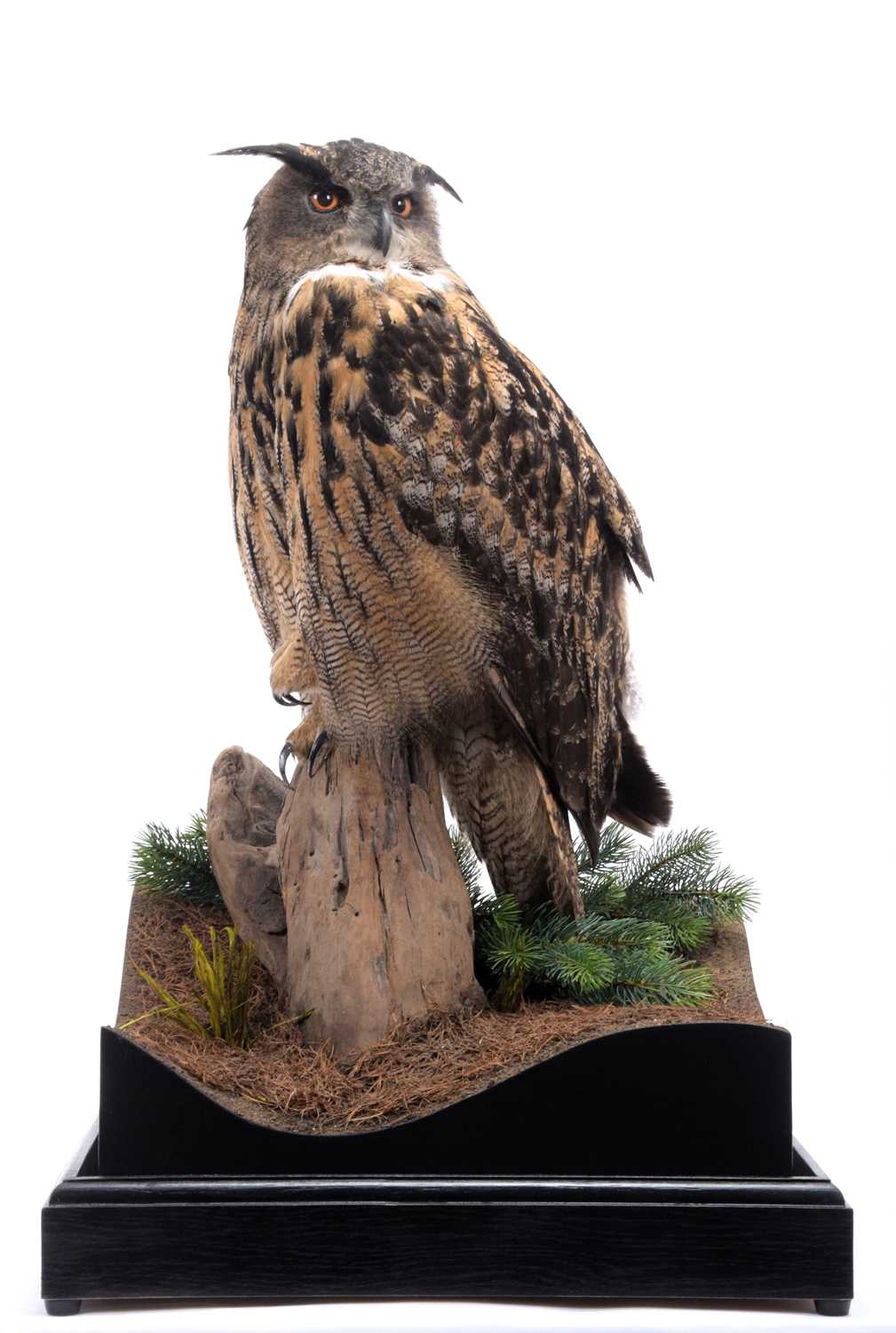 Taxidermy: A Cased European Eagle Owl (Bubo bubo), captive bred, dated 2023, by Carl Church, - Image 4 of 9