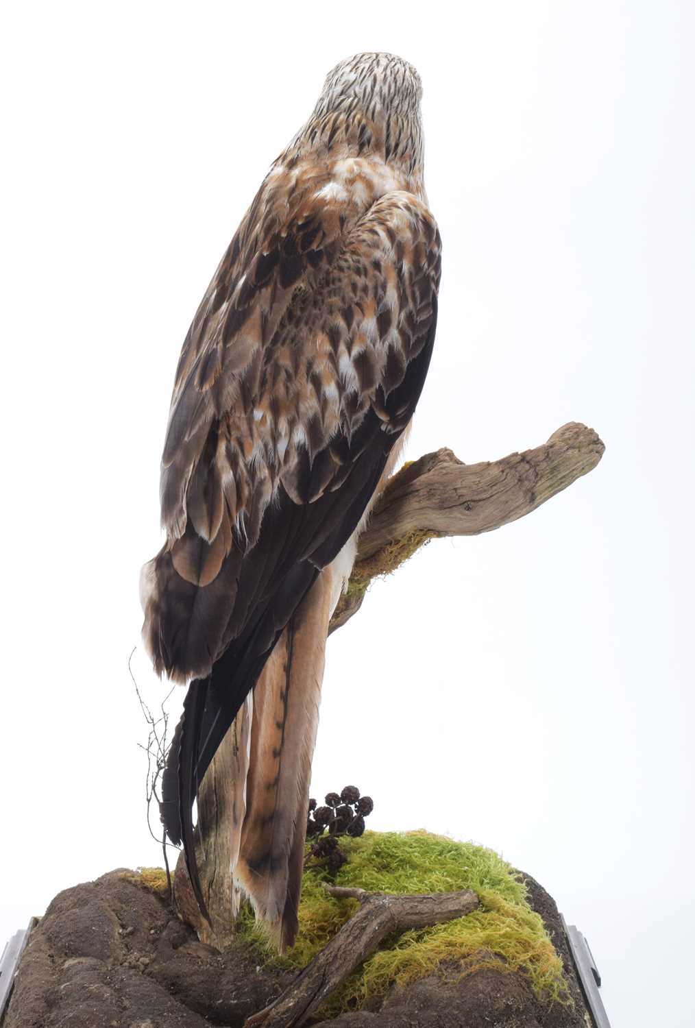 Taxidermy: A Cased Red Kite (Milvus milvus), dated 2023, a full mount adult with head turning to the - Image 7 of 10