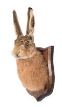 Taxidermy: A European Hare Mask (Lepus europaeus), modern, a high quality adult shoulder mount