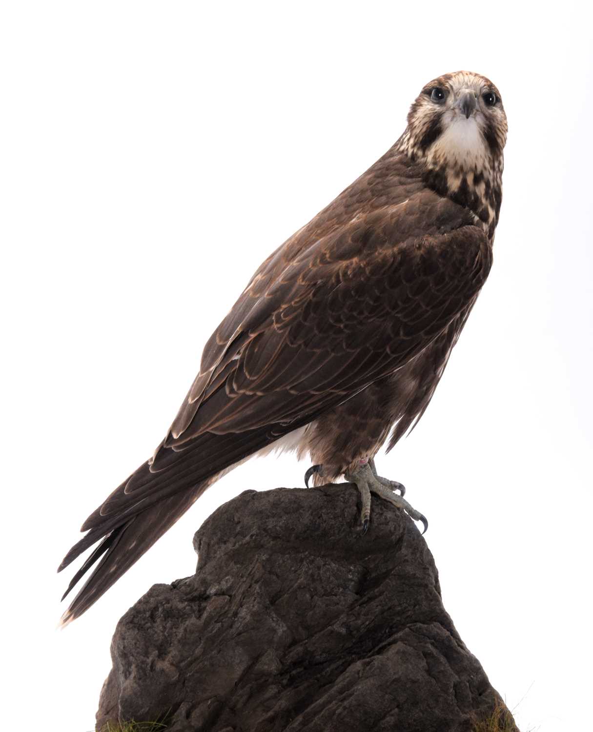Taxidermy: A Cased Saker Falcon (falco cherrug), captive bred, dated 2021, by Rob Marshall, - Image 2 of 8