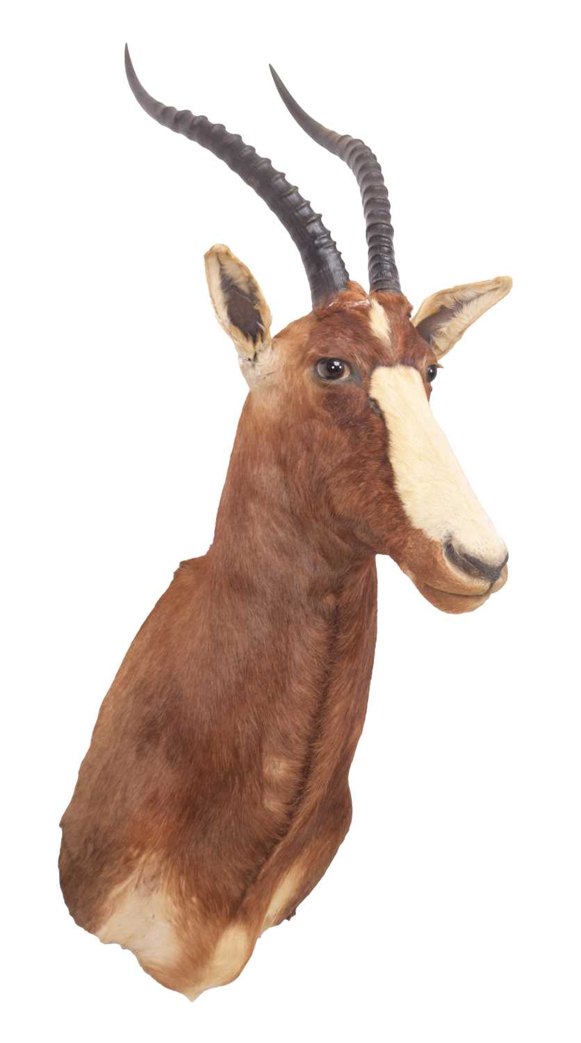 Taxidermy: Blesbok (Damaliscus phillipsi), circa late 20th century, South Africa, adult female - Image 2 of 3