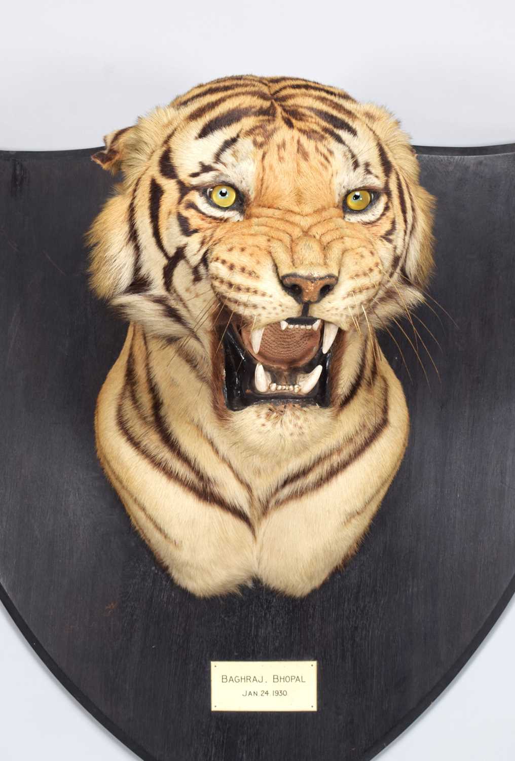 Taxidermy: Bengal Tiger (Panthera tigris tigris), dated January 24th 1930, by Van Ingen & Van Ingen, - Image 6 of 20