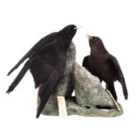 Taxidermy: Alpine Chough & Young (Pyrrhocorax graculus), by Ernst Flükiger, Interlaken, Switzerland,