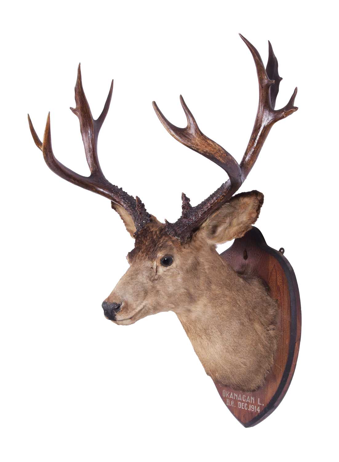 Taxidermy: Mule Deer (Odocoileus hemionus), dated 1914, Rowland Ward Record Class, a large adult - Image 2 of 4