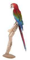 Taxidermy: A Red-and-Green Macaw (Ara chloropterus), circa late 20th century, captive bred, a full