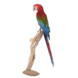 Taxidermy: A Red-and-Green Macaw (Ara chloropterus), circa late 20th century, captive bred, a full