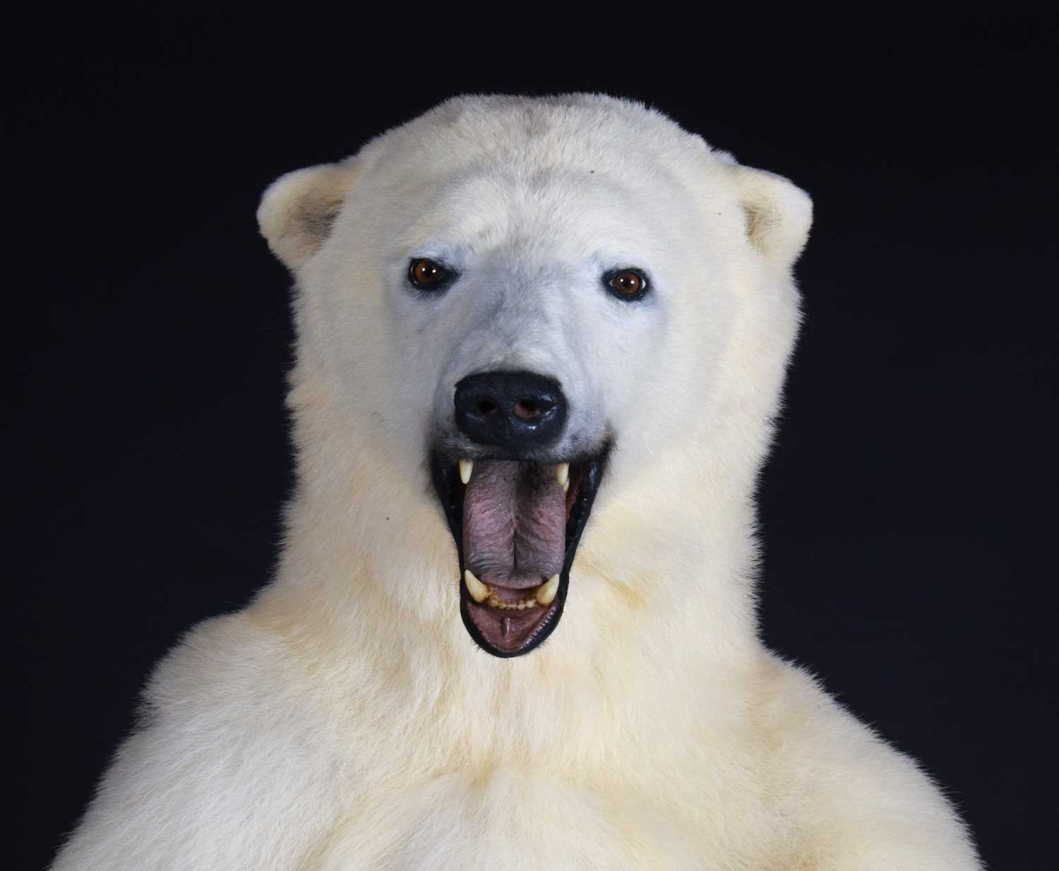 Taxidermy: Polar Bear (Ursus maritimus), circa 1997, a large full mount adult in upright standing - Image 4 of 12