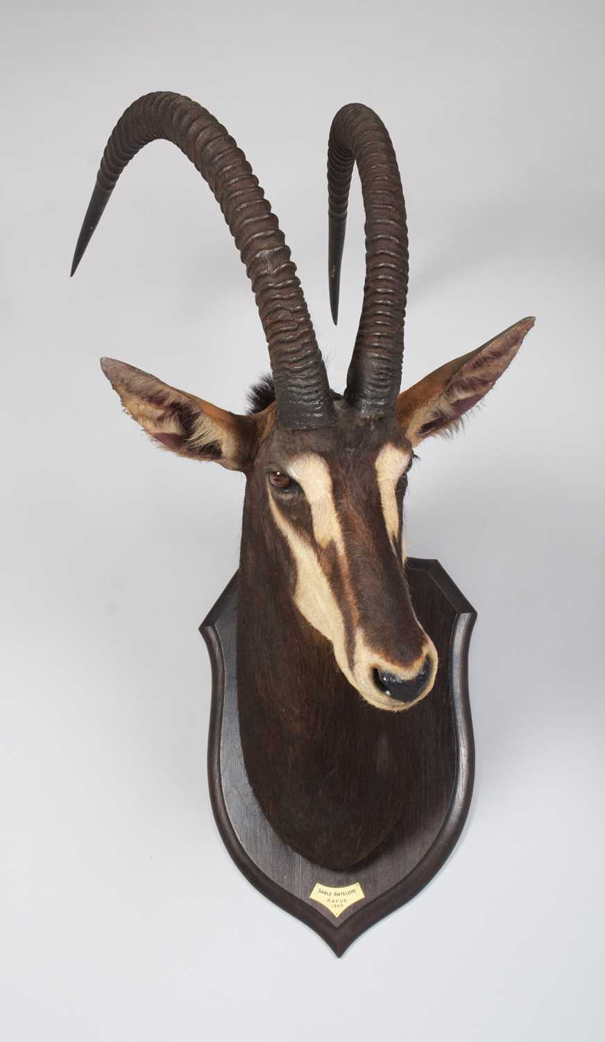 Taxidermy: Southern Sable Antelope (Hippotragus niger niger), dated 1920, Kafue, Zambia, by