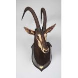 Taxidermy: Southern Sable Antelope (Hippotragus niger niger), dated 1920, Kafue, Zambia, by