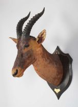 Taxidermy: Serengeti Topi (Damaliscus jimela), dated 1909, British East Africa, by Rowland Ward Ltd,