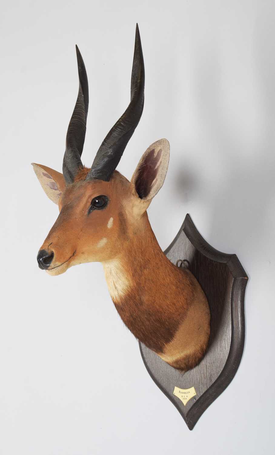 Taxidermy: Cape Bushbuck (Tragelaphus sylvaticus), dated 1909, British East Africa, by Rowland - Image 2 of 6